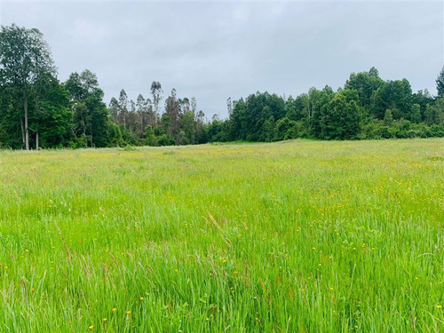 Imagen de Venta Parcela en Pitrufquén - VENDO CUATRO (4) PARCELAS DE 5000M2, EN CUARTA FAJA, RUTA 81 - 5000 m² (Cod. 26764)