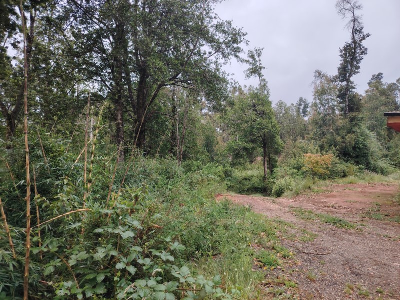Imagen de Venta Parcela en Valdivia - PUENTE SANTO DOMINGO - 5000 m² (Cod. 32099)