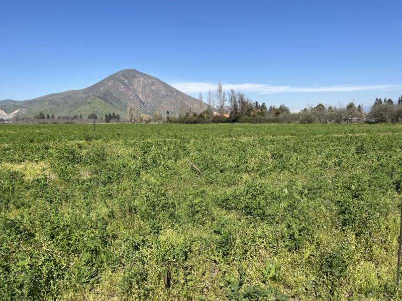 Imagen de Venta Parcela en Talagante - PARCELA EN VENTA EN TALAGANTE - 5000 m² (Cod. 4526)